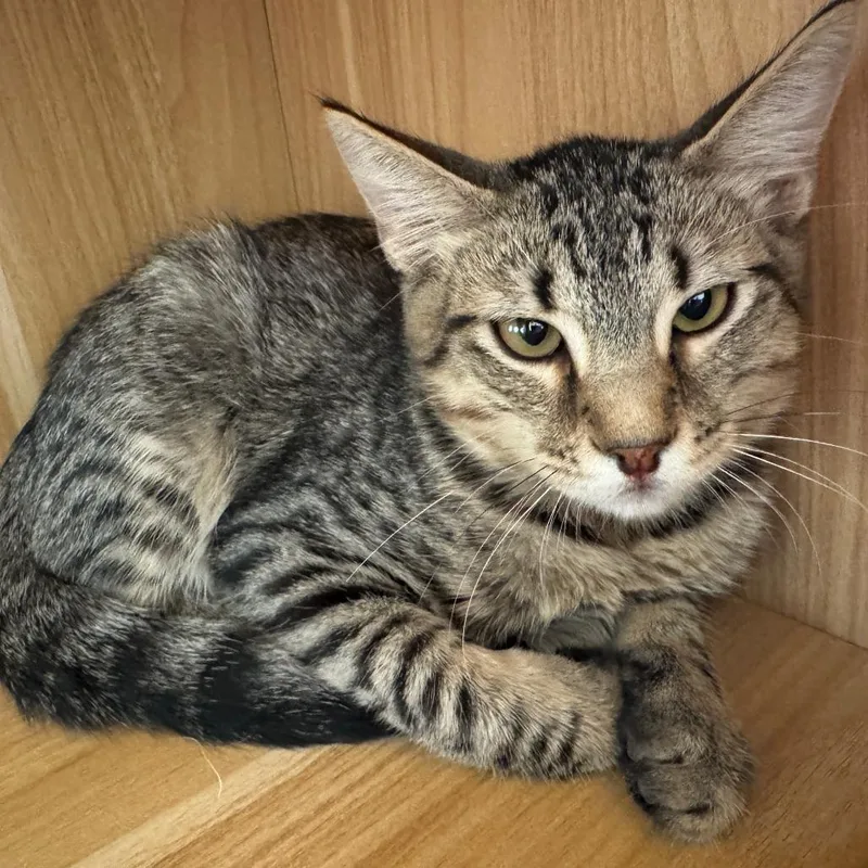 A young medium-sized male Brown / Chocolate Domestic Short Hair cat named Fern for adoption in Las Vegas, NV