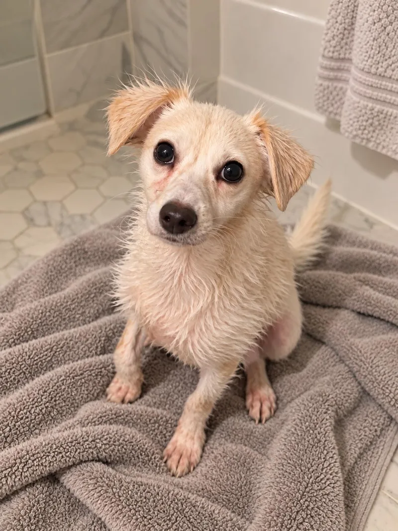 An adult small-sized male Apricot / Beige Mixed Breed dog named Ernie for adoption in Athens, TX