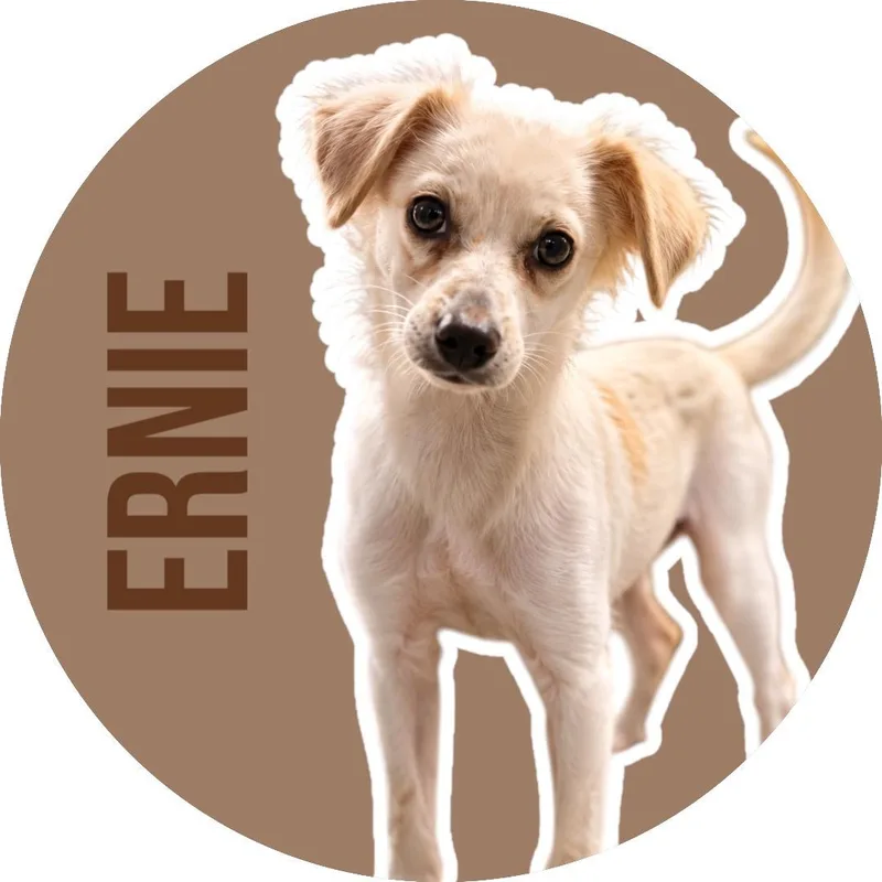 Ernie thumbnail 6