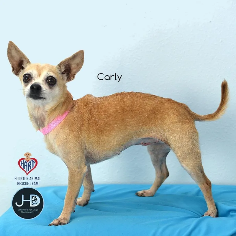 An adult small-sized female Chihuahua dog named Carly for adoption in Hockley, TX