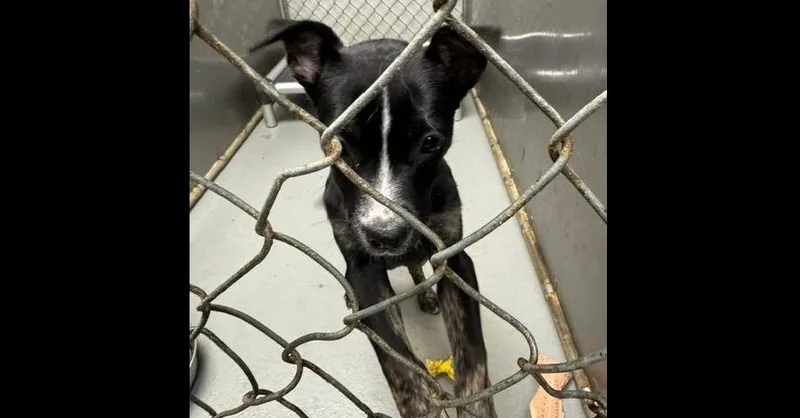 A baby small-sized female Border Collie dog named Pixie for adoption in Mishawaka, IN