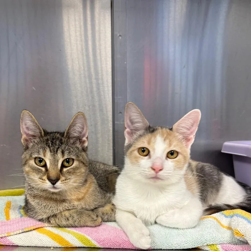 A baby small-sized female Brown / Chocolate Domestic Short Hair cat named Marina for adoption in Easton, PA