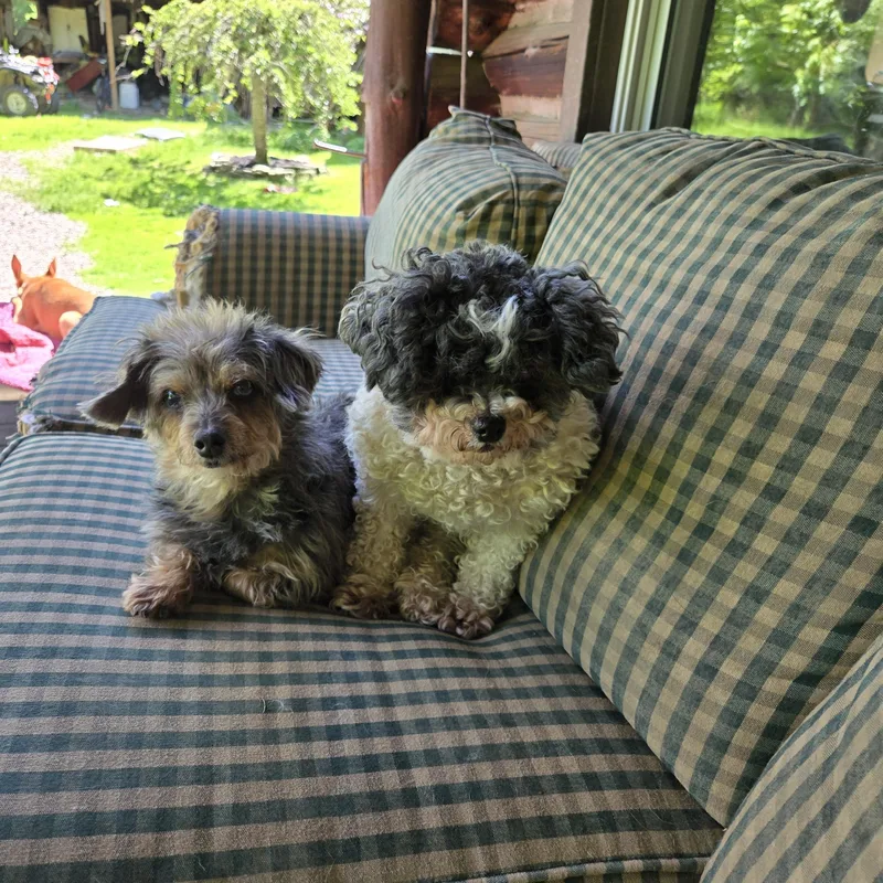 Lucy And Shelby thumbnail 2