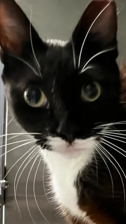An adult small-sized female Domestic Short Hair cat named Moon Pie for adoption in Venice, FL