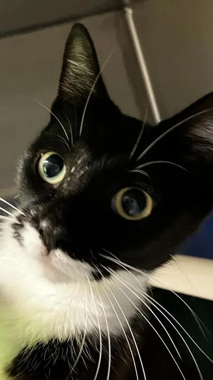 Moon Pie thumbnail 2
