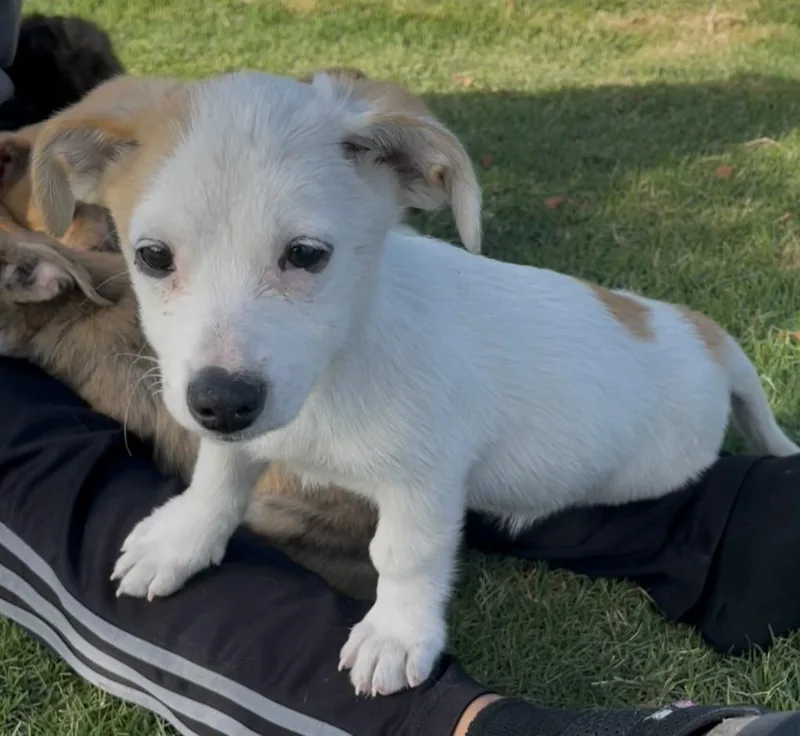 A baby small-sized female Chiweenie dog named Penny for adoption in Plano, TX