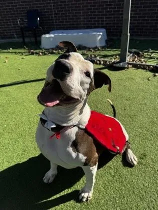 An adult extra large-sized male American Bulldog dog named Rocky for adoption in Farmers Branch, TX