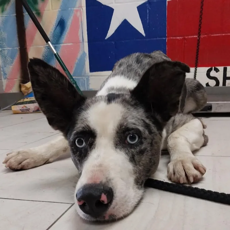 An adult medium-sized male Gray / Blue / Silver Catahoula Leopard Dog dog named Flash for adoption in Lufkin, TX