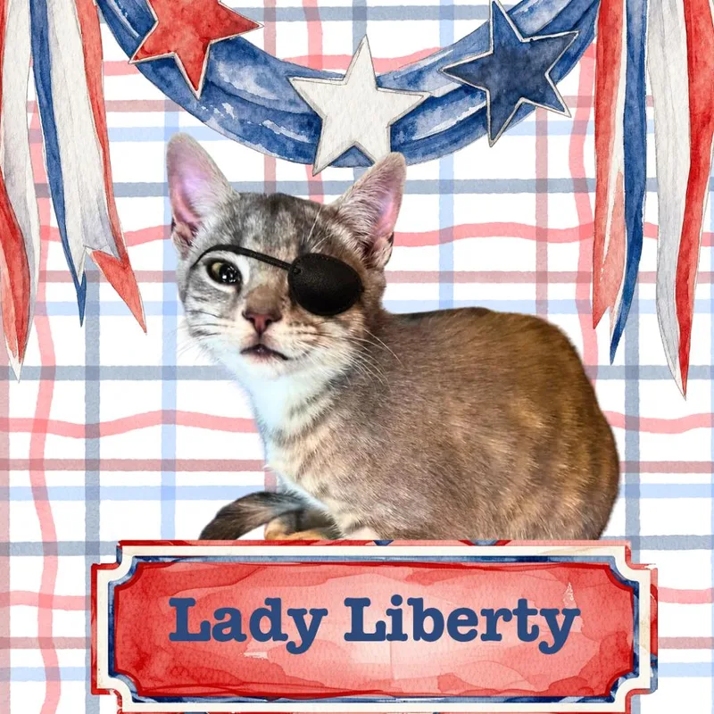 A baby small-sized female Gray / Blue / Silver Domestic Short Hair cat named Lady Liberty for adoption in Wind Gap, PA