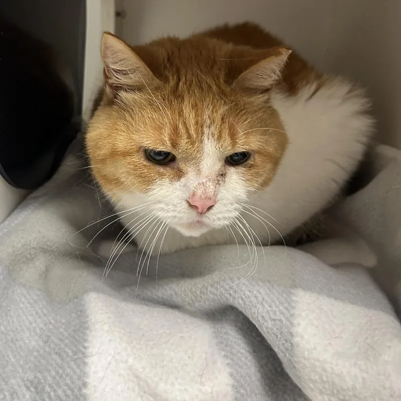 An adult extra large-sized male Domestic Short Hair cat named Tyler for adoption in Uniontown, PA