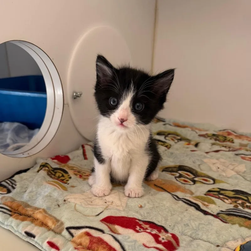 A baby small-sized male Black Domestic Short Hair cat named Ceviche for adoption in Kanab, UT