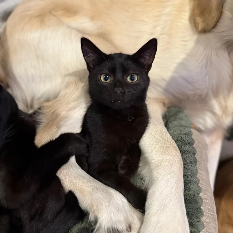 A young medium-sized male Black Domestic Short Hair cat named Andre for adoption in Port Richey, FL