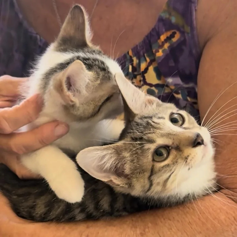 A baby small-sized male Domestic Short Hair cat named Franklin and Frazier for adoption in Miami, FL