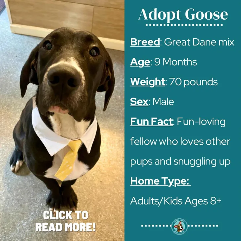 A young large-sized male Great Dane dog named Goose for adoption in Metamora, MI