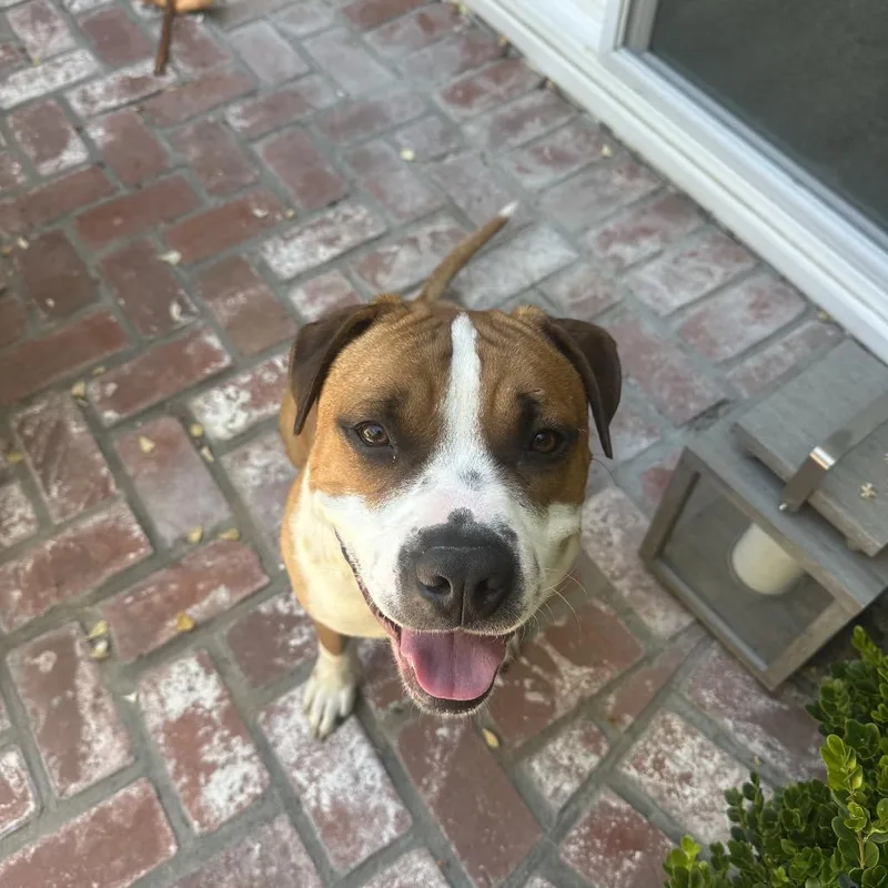 A baby medium-sized male Mixed Breed dog named Amigo for adoption in San Diego, CA