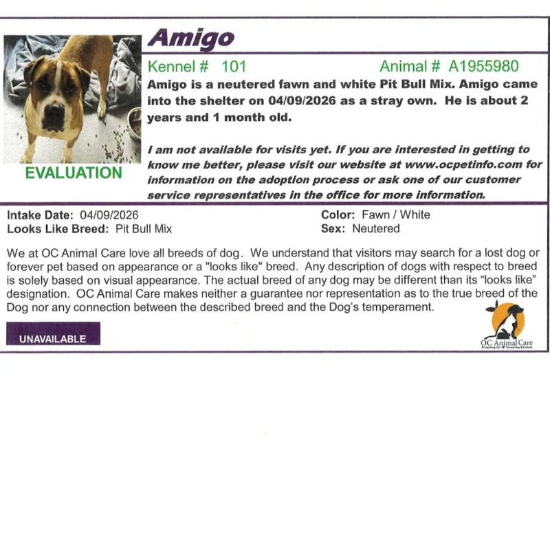 Amigo thumbnail 2