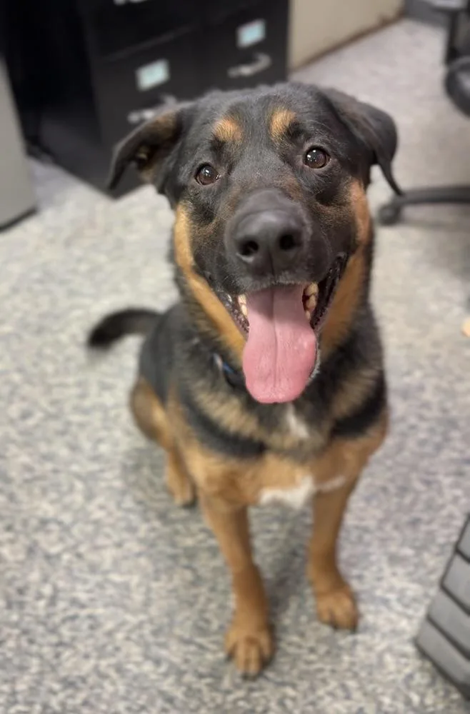An adult large-sized male Tricolor (Brown, Black, & White) German Shepherd Dog dog named Taz for adoption in Bemidji, MN