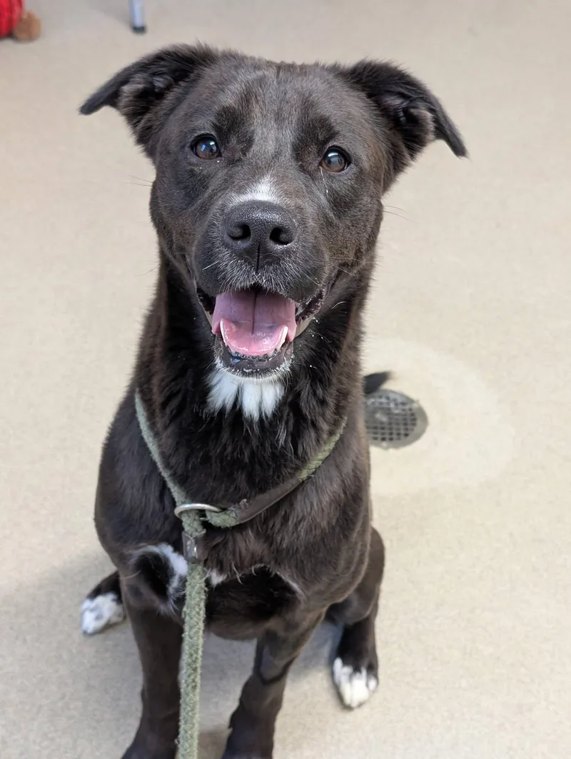 An adult medium-sized female Black Border Collie dog named Paisley for adoption in Mount Vernon, OH