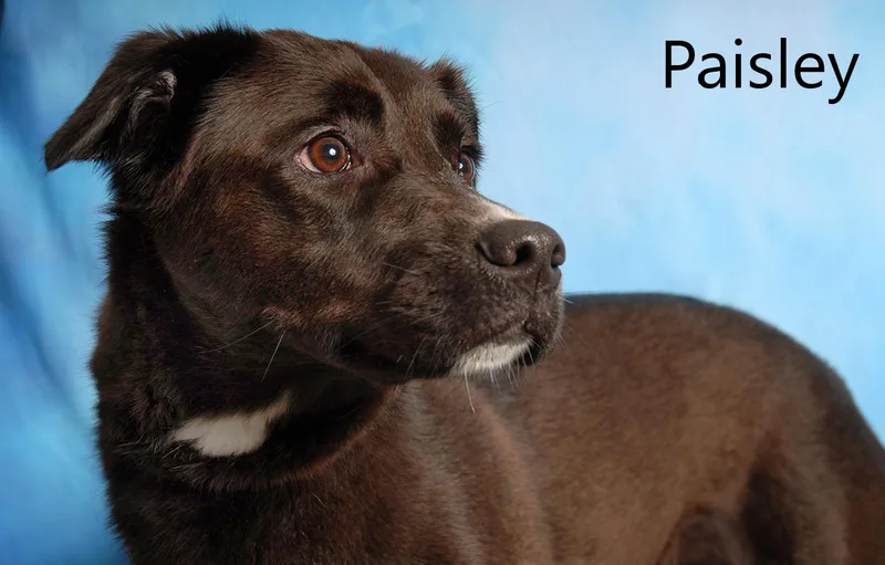 Paisley thumbnail 2