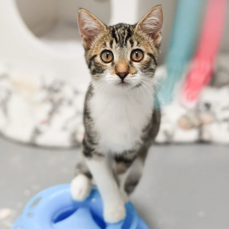 A baby small-sized female Brown / Chocolate Domestic Short Hair cat named Maple for adoption in Kailua Kona, HI