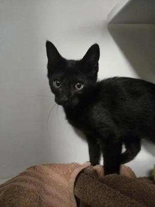 A baby small-sized male Domestic Short Hair cat named Bear for adoption in Savannah, GA