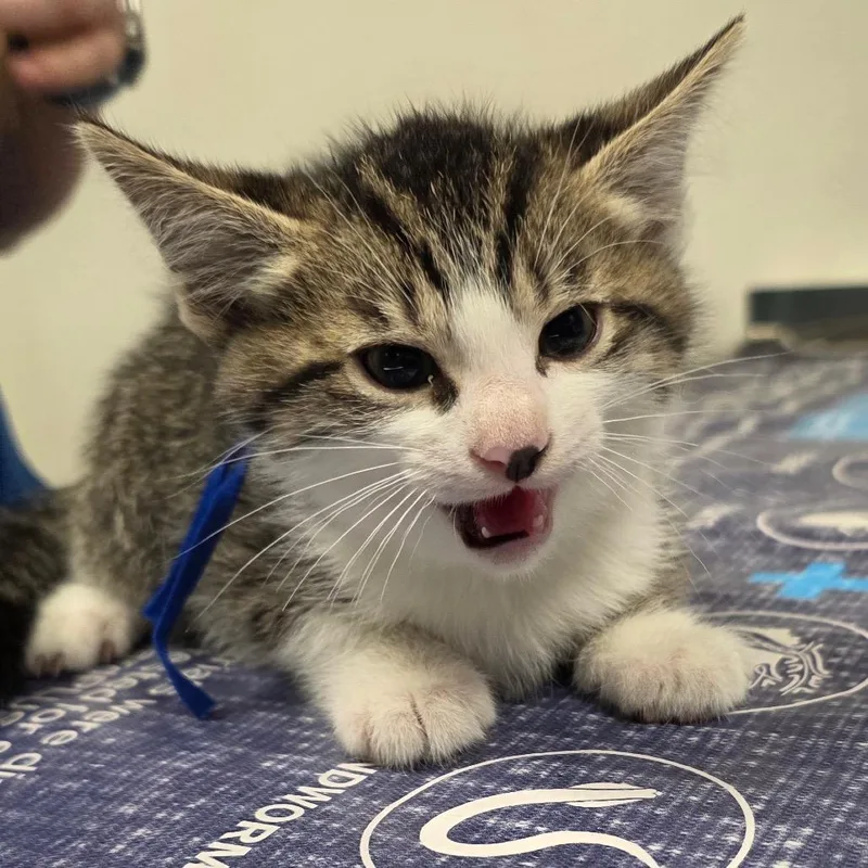 A baby small-sized male Brown / Chocolate Domestic Short Hair cat named Tye for adoption in Carmel, IN