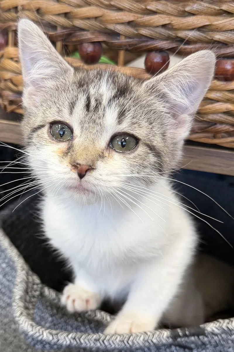 A baby medium-sized female Tabby cat named Edamame for adoption in Georgetown, KY