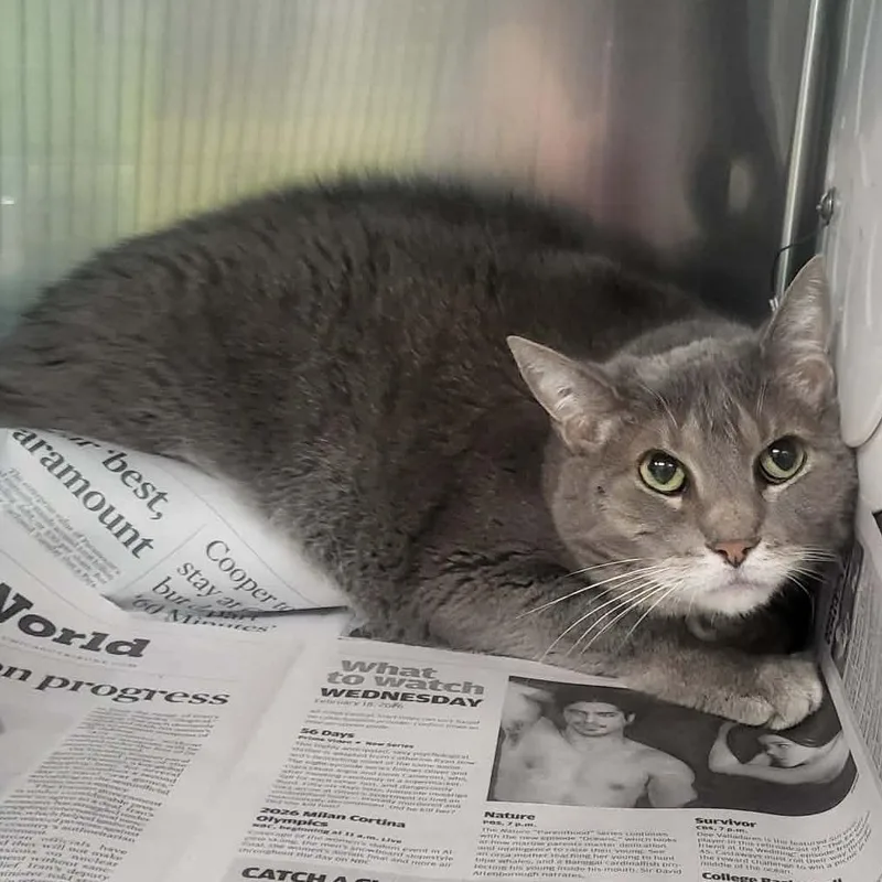 A senior large-sized female Gray / Blue / Silver Domestic Short Hair cat named Luna for adoption in Belleville, IL