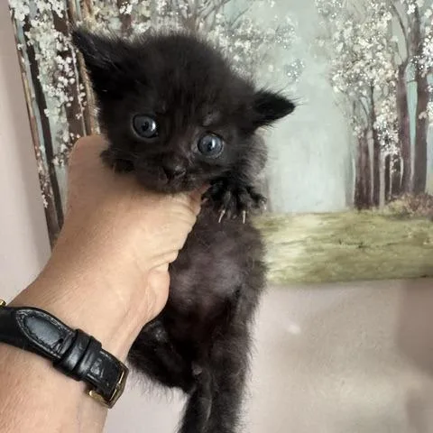 A baby small-sized male Black Domestic Medium Hair cat named M&MsC for adoption in East Saint Louis, IL