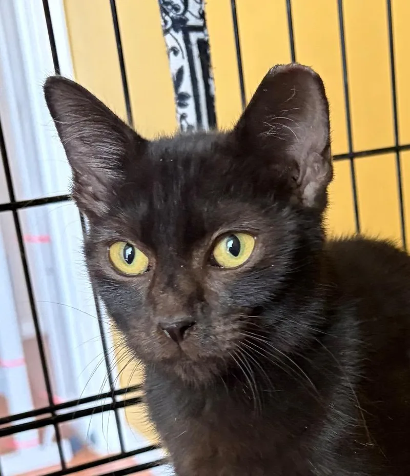 A baby medium-sized male Tabby cat named Theo for adoption in San Antonio, TX