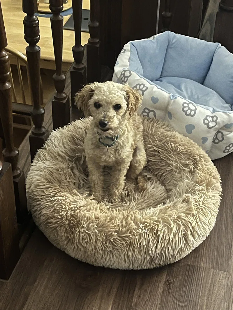 An adult small-sized male Poodle dog named Owen for adoption in Brooklyn Center, MN