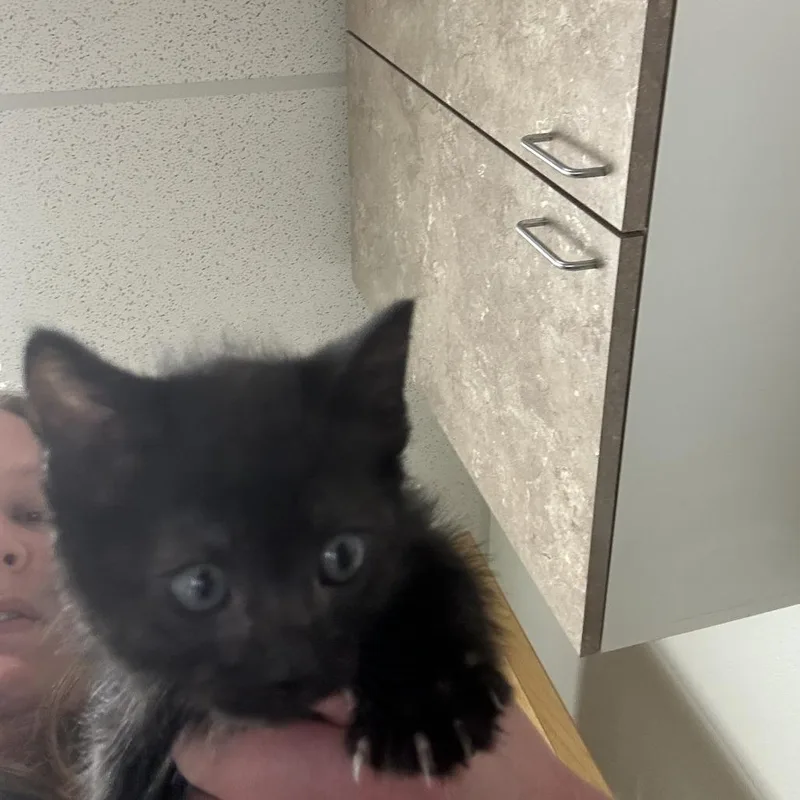 A baby small-sized male Black Domestic Short Hair cat named Pop for adoption in Ottawa, KS