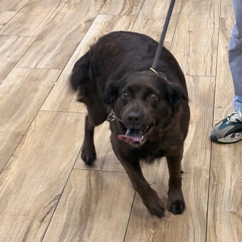 An adult medium-sized female Mixed Breed dog named Mocha for adoption in Newark, NJ