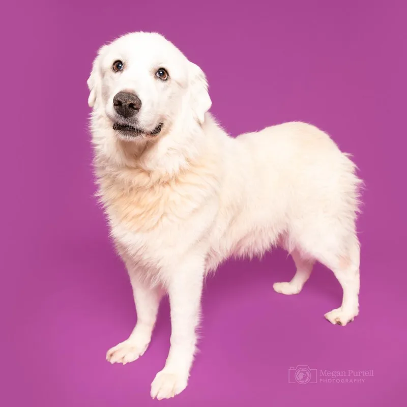 Magnolia thumbnail 2