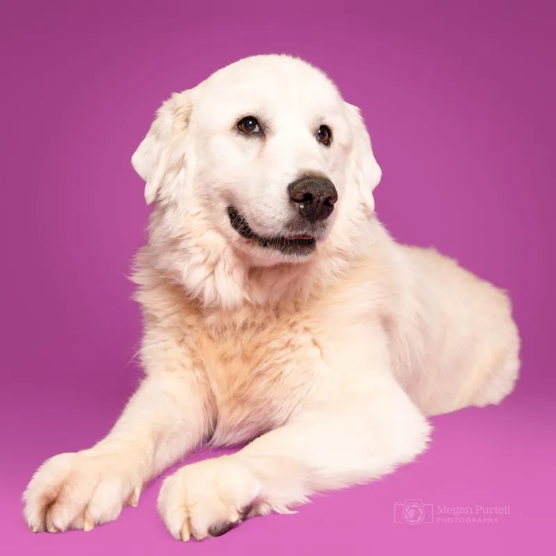 Magnolia thumbnail 3