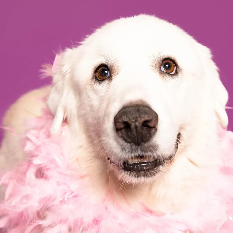 Magnolia thumbnail 4