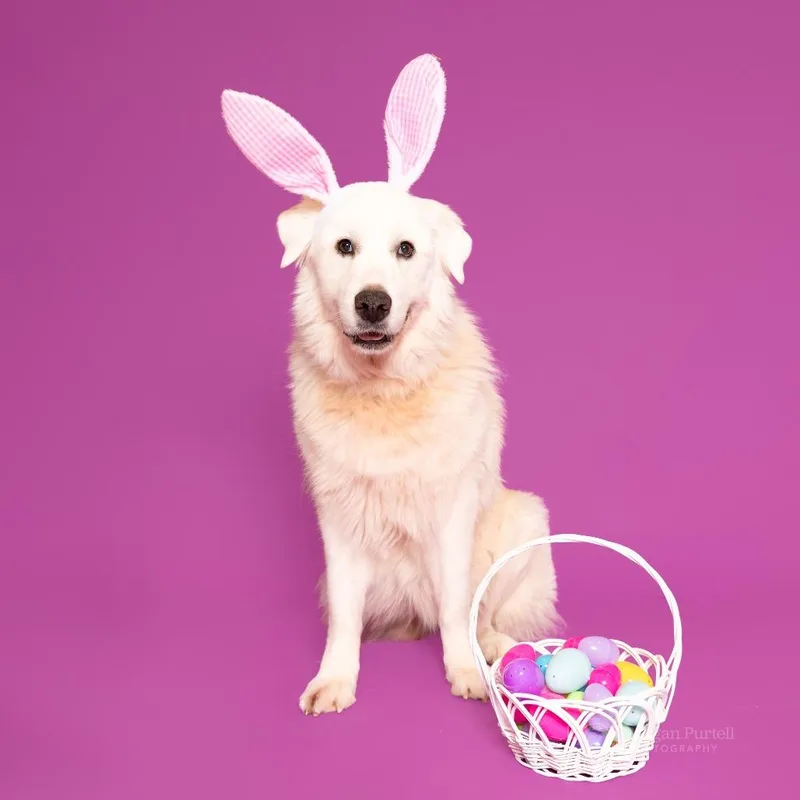 Magnolia thumbnail 5