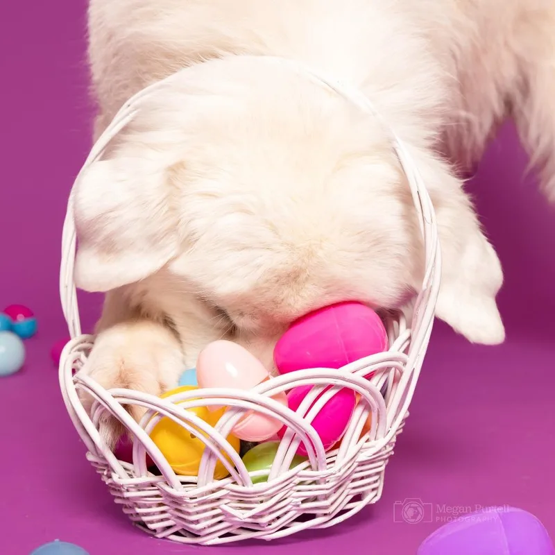 Magnolia thumbnail 6