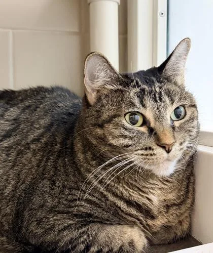A senior small-sized female Domestic Short Hair cat named Darla for adoption in Bellevue, WA