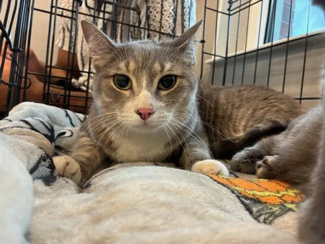 An adult medium-sized female Domestic Short Hair cat named Stella for adoption in Palmetto, FL