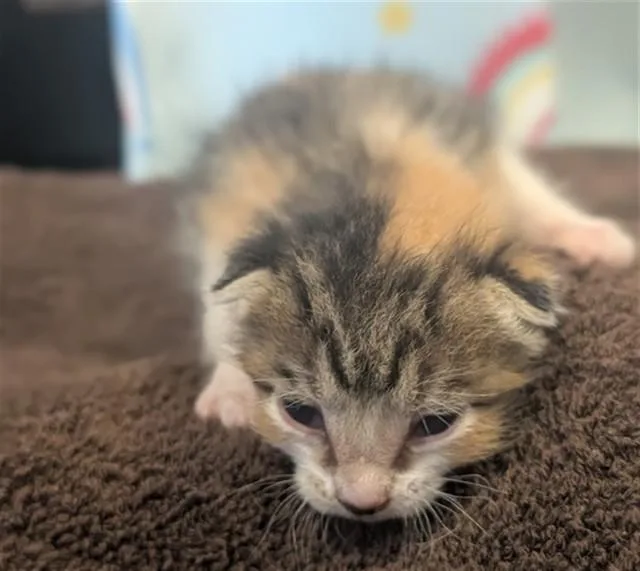 A baby small-sized female Domestic Short Hair cat named Baela for adoption in Riverside, CA