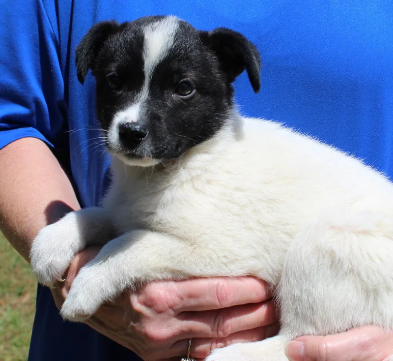 A baby small-sized female Terrier dog named Judge Judy for adoption in Prattville, AL