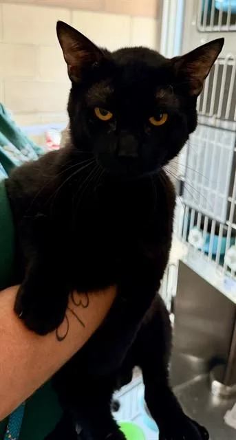 An adult small-sized male Domestic Short Hair cat named Bagheera for adoption in Riverside, CA