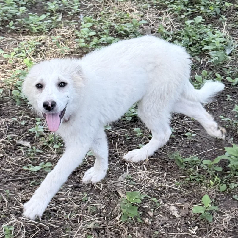 A baby large-sized female White / Cream Great Pyrenees dog named Winifred for adoption in Olive Branch, MS