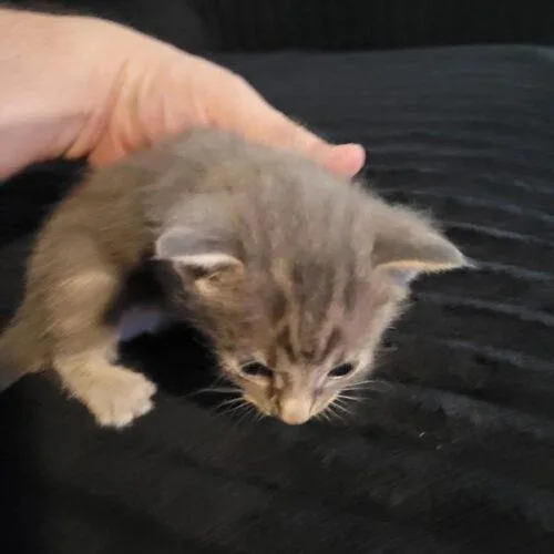 A baby small-sized male Smoke Domestic Short Hair cat named Shio for adoption in Tampa, FL