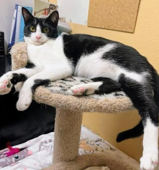 A baby medium-sized female Black & White / Tuxedo Domestic Short Hair cat named Suzy Q  Rancho for adoption in Yorba Linda, CA