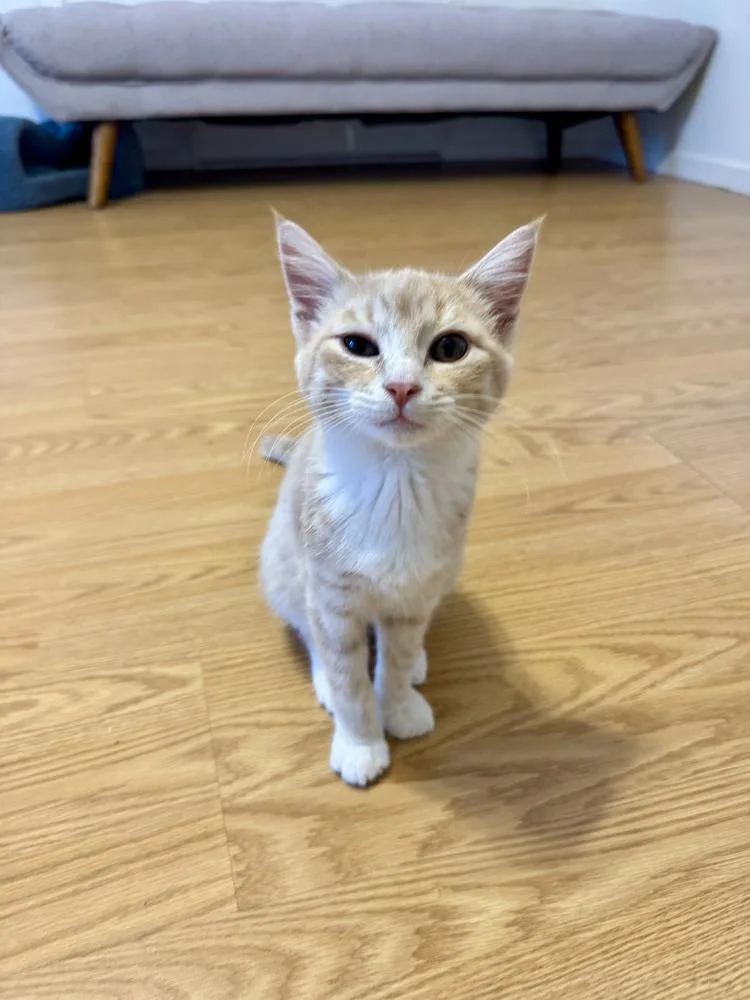 A baby small-sized female Domestic Medium Hair cat named Toast for adoption in Vancouver, WA