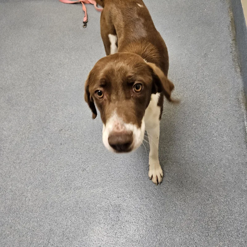 Penelope thumbnail 3