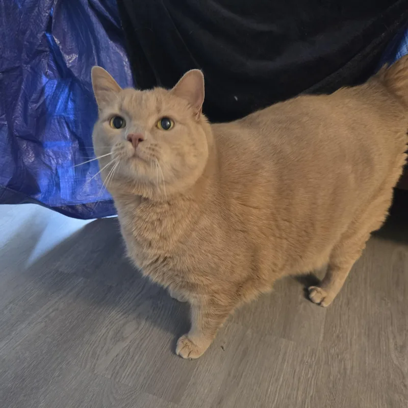 An adult extra large-sized male Orange / Red Domestic Short Hair cat named Lou for adoption in Albany, NY