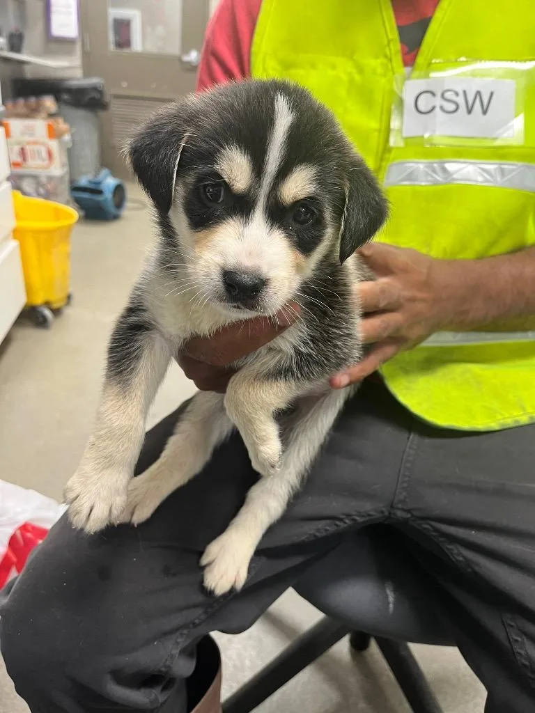 A baby small-sized female Husky dog named Mary for adoption in Hopkinsville, KY